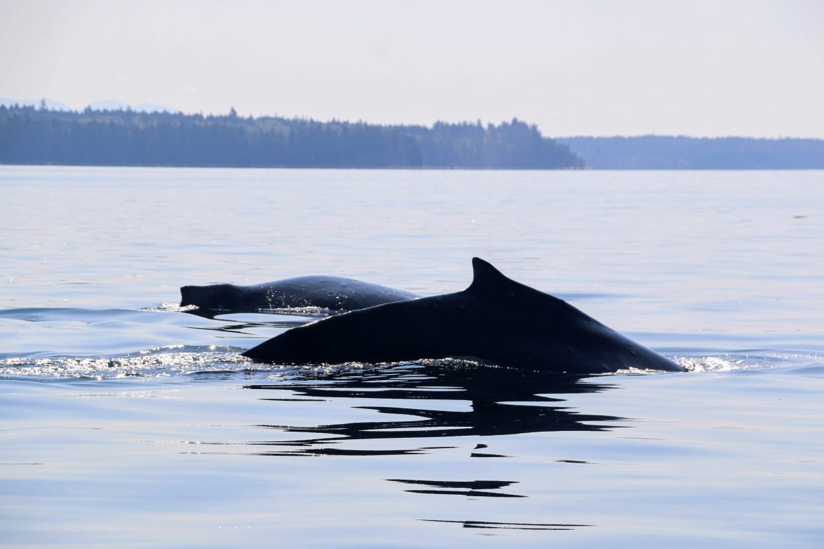 humpback whale