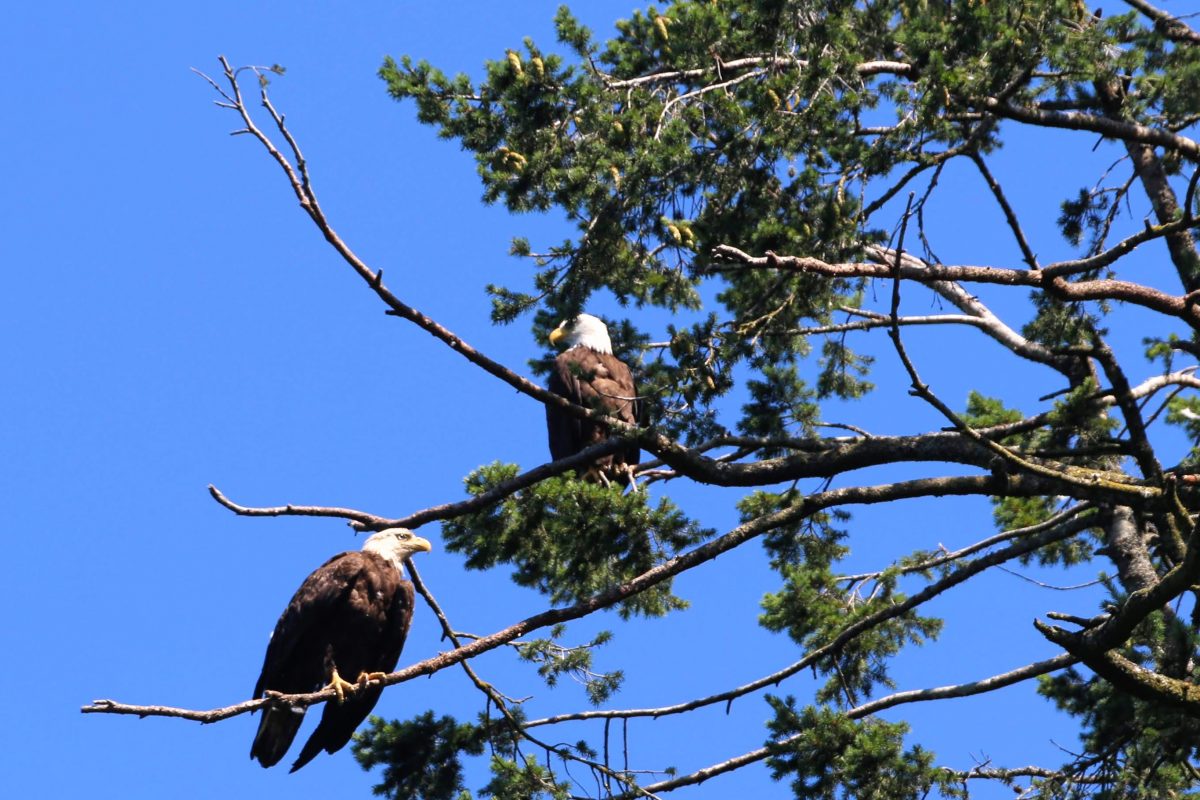 Zeearenden Vancouver Island