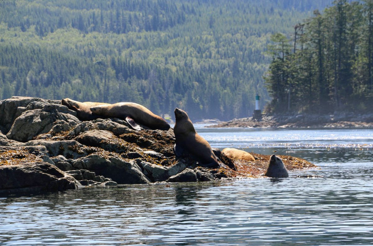 Zeeleeuwen Vancouver Island