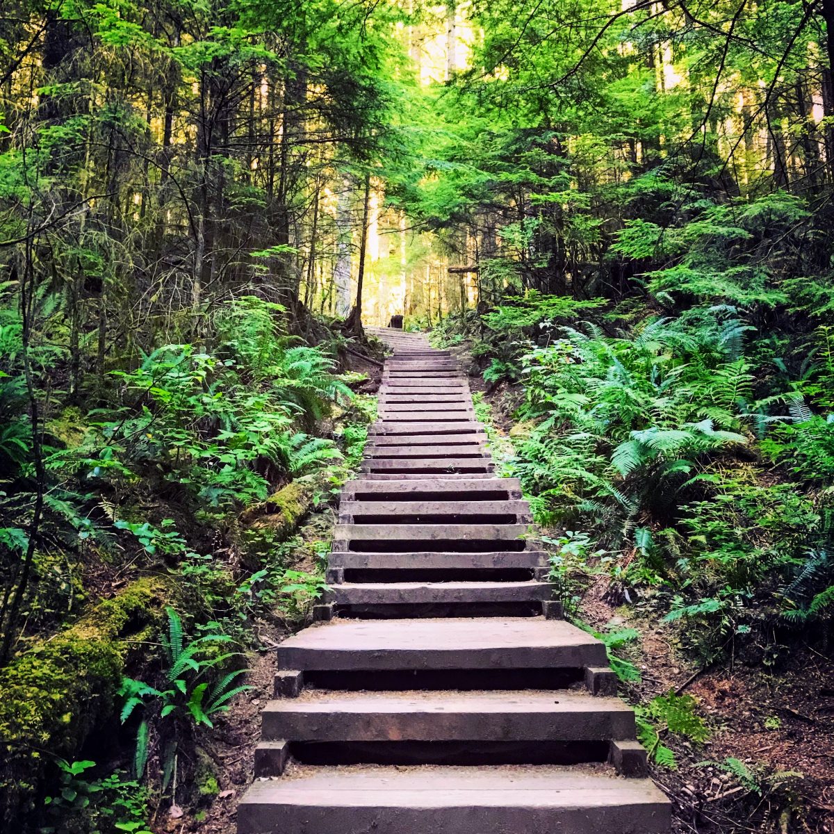 Twin Falls Hike in Lynn Canyon