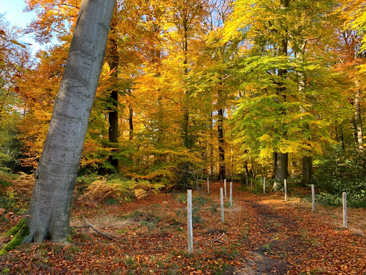 Een beukenbos in de herfst