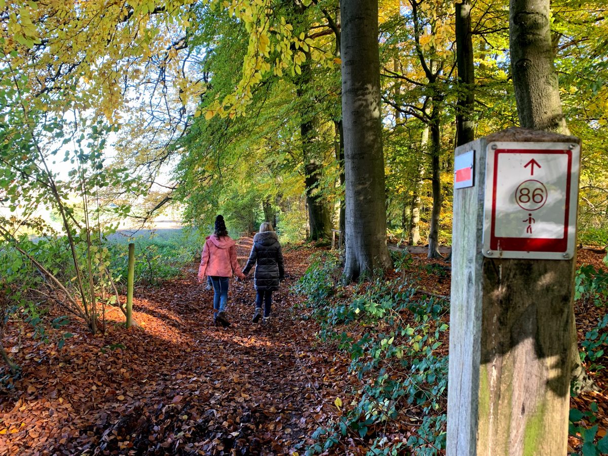 Wandeling 86 in Veusterbos