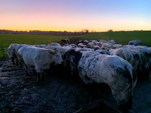 Koeien bij zonondergang