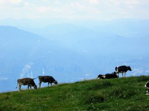 Koeien op de Monte Baldo