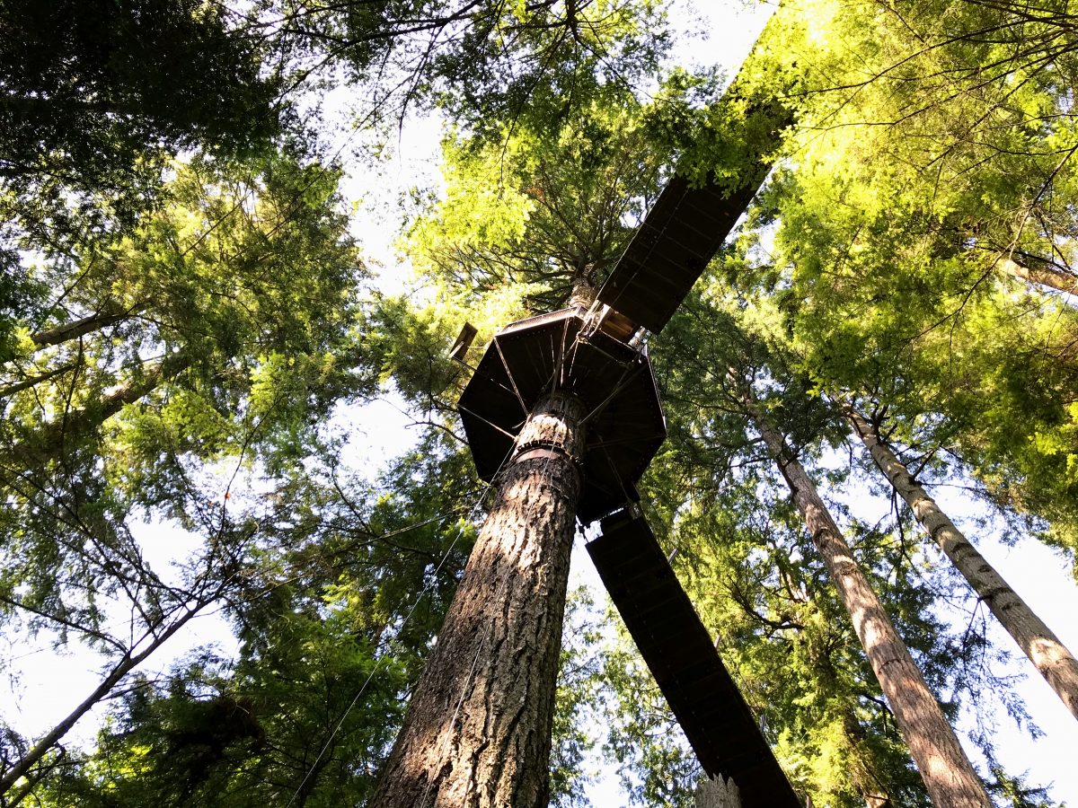 Treetops Adventure Vancouver