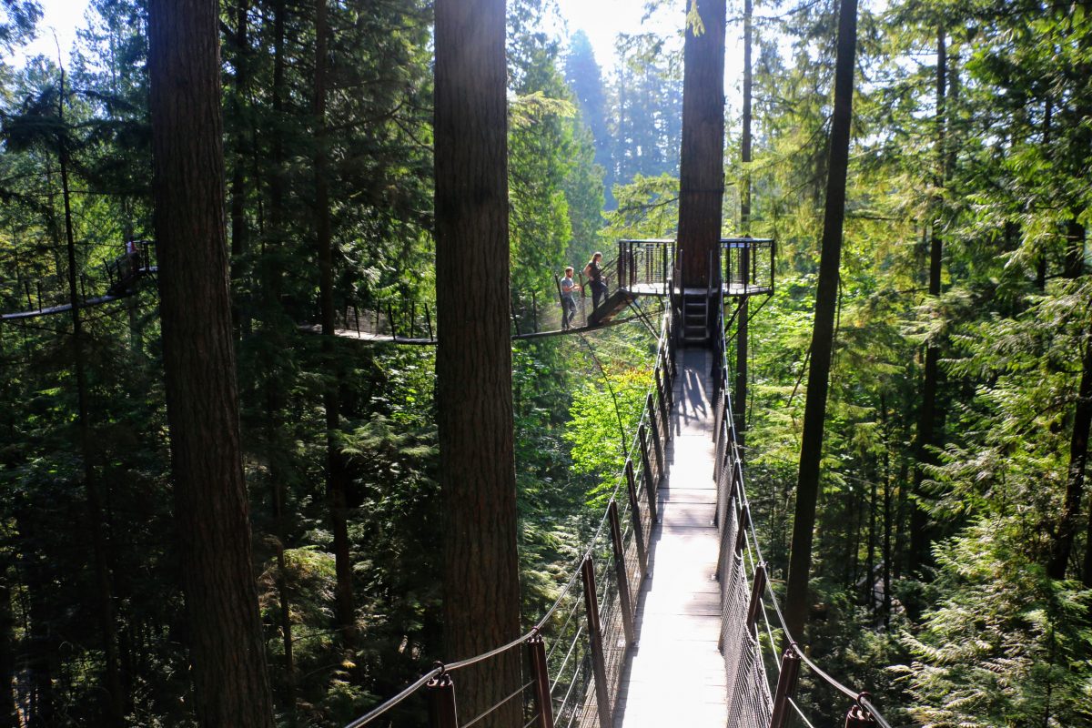 Treetops adventure Capilano Suspension Bridge