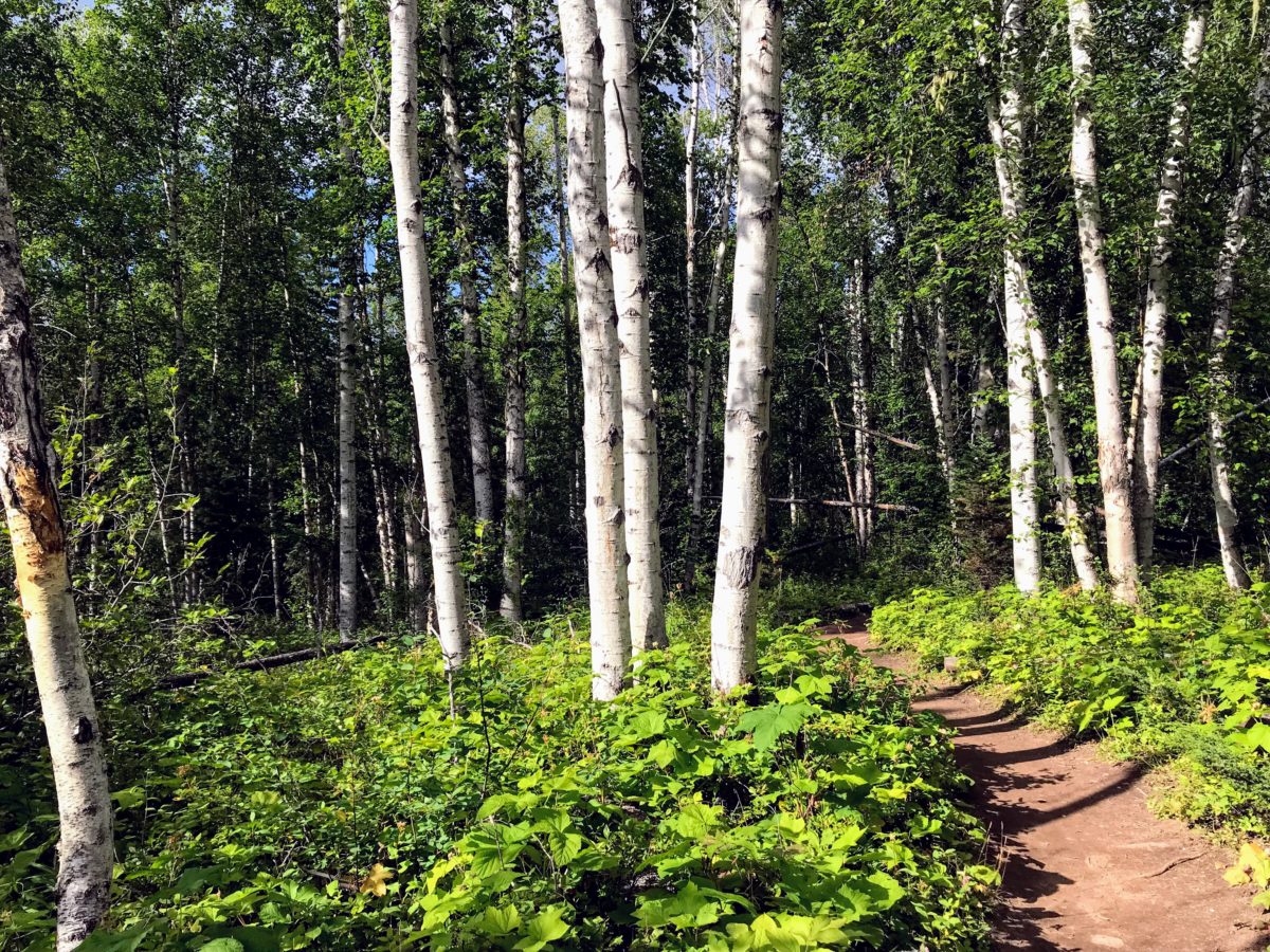 Wandeling naar Moul Falls in Wells Gray Provincial Park