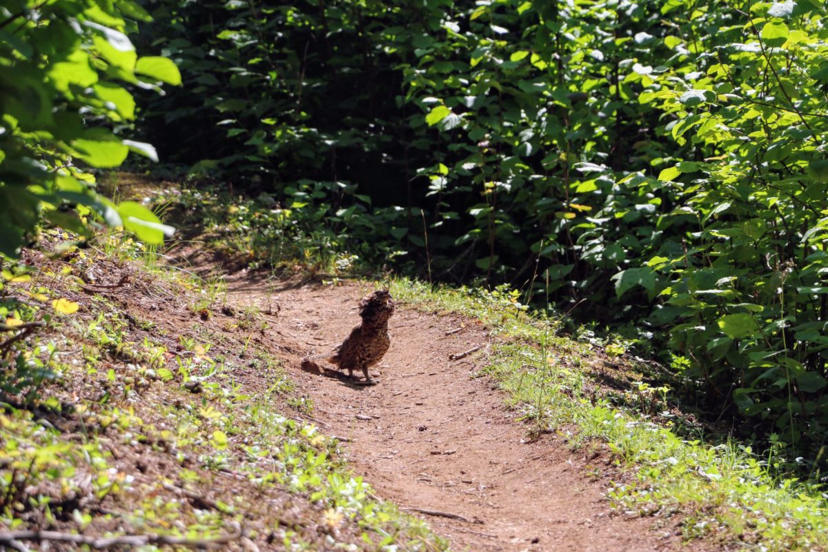 Ruffed Grouse