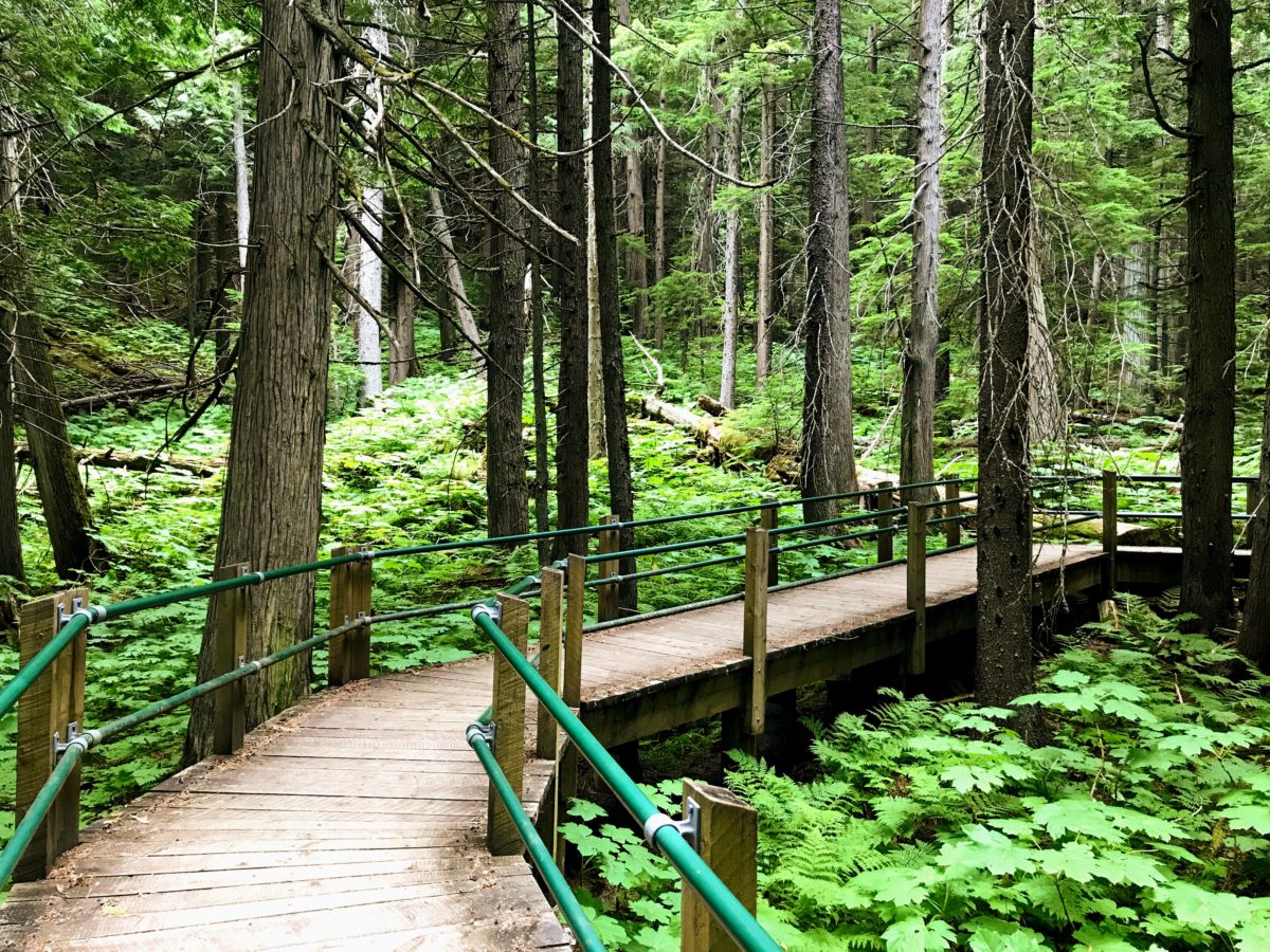 Hemlock Grove Boardwalk