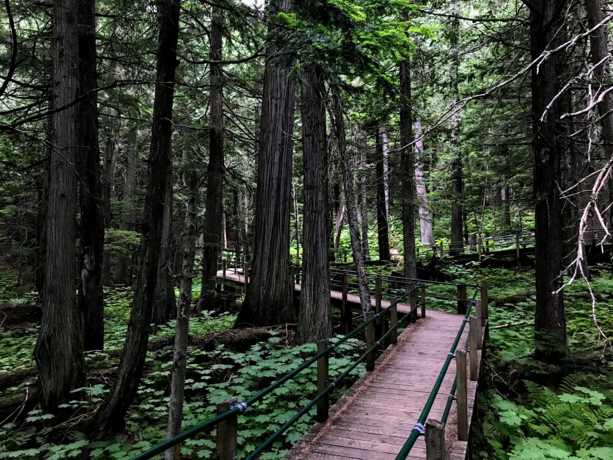 Hemlock Grove Boardwalk