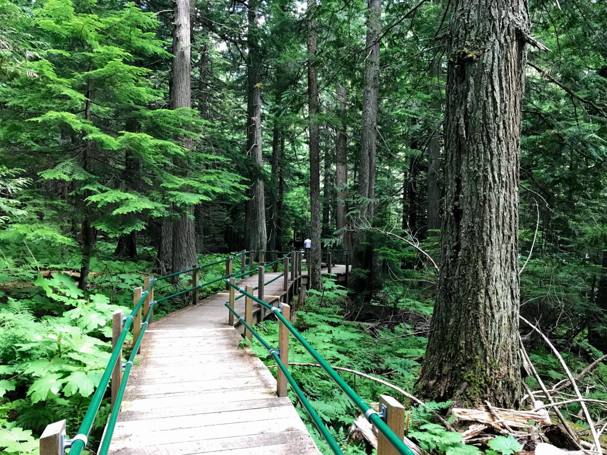 Hemlock Grove Boardwalk