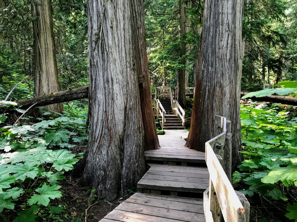 Giant Cedars Boardwalk