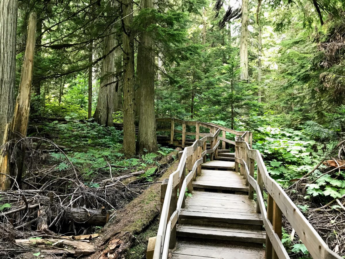 Giant Cedars Boardwalk