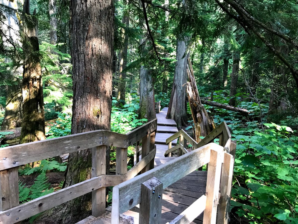 Giant Cedars Boardwalk