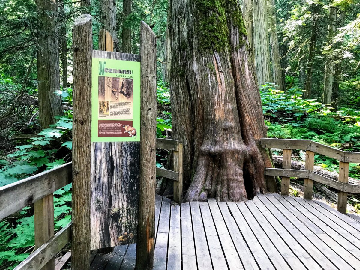 Informatieborden naast het Giant Cedars Boardwalk 