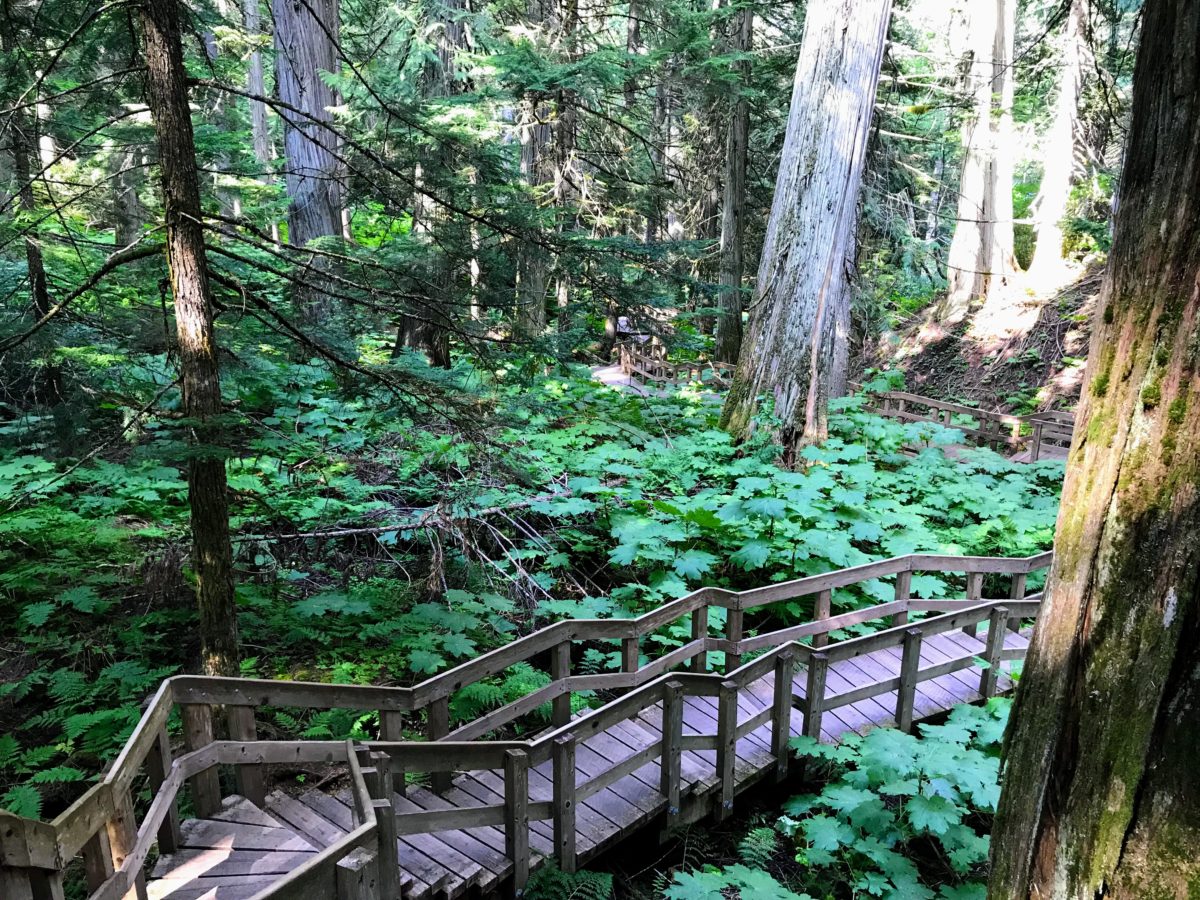 Giant Cedars Boardwalk