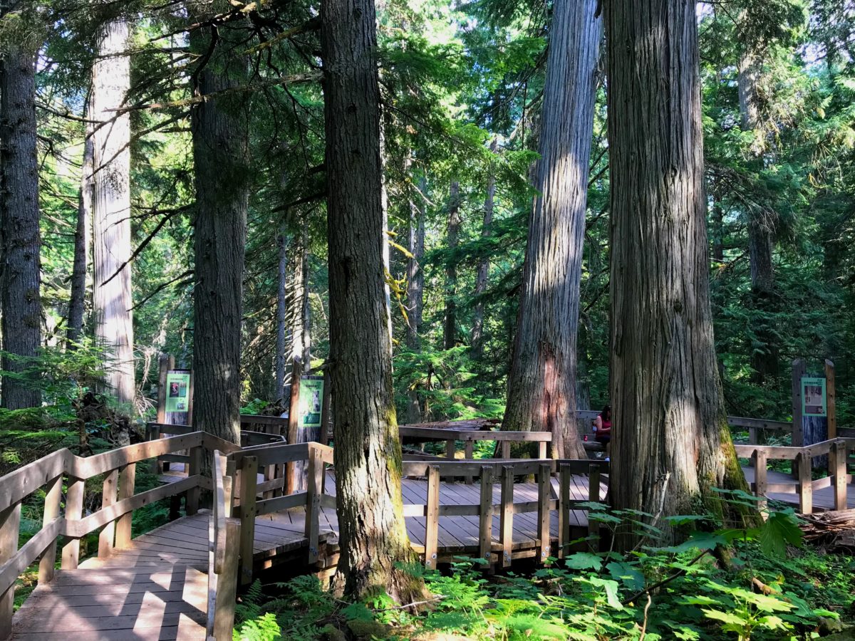 Giant Cedars Boardwalk