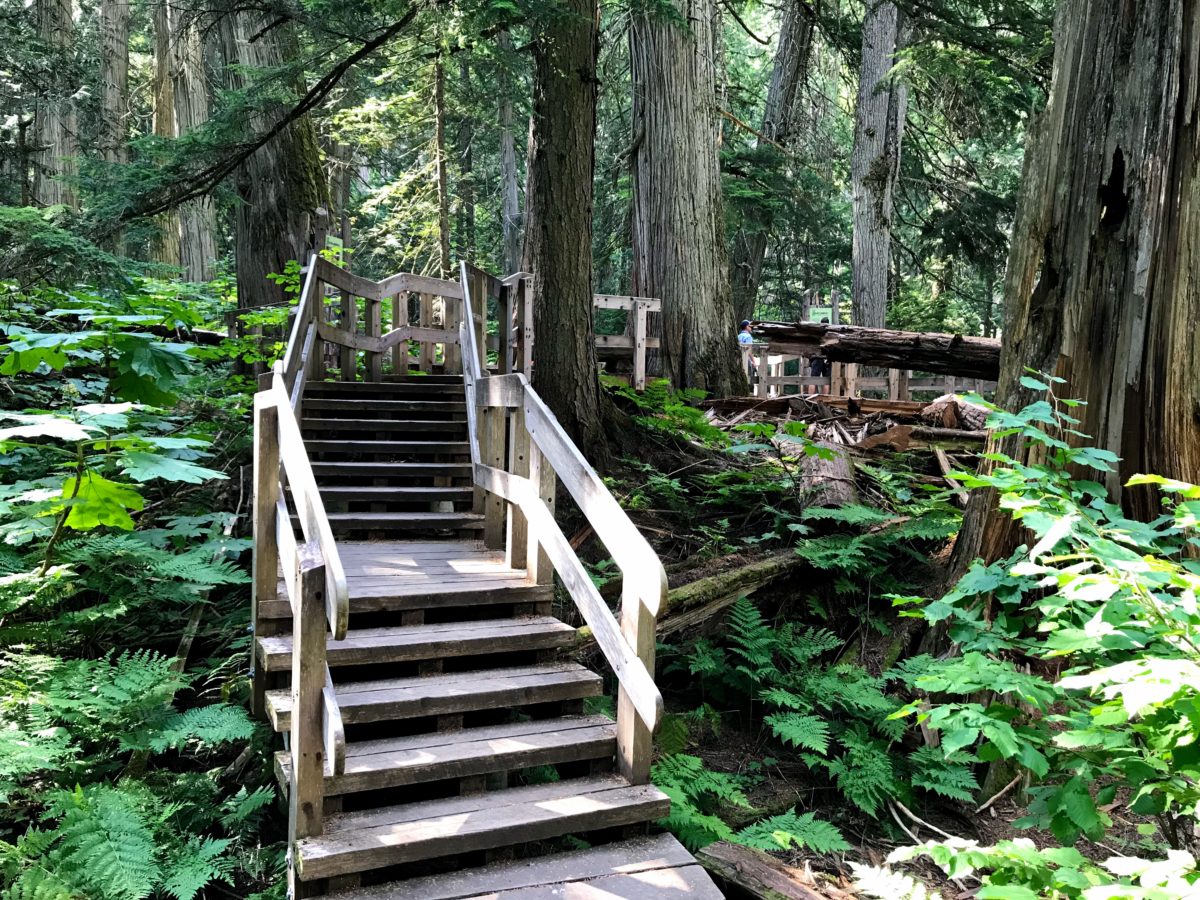 Giant Cedars Boardwalk