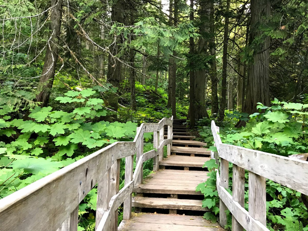 Giant Cedars Boardwalk