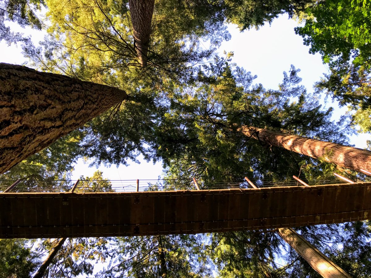 Treetops Adventure - boomtoppenpad in Vancouver