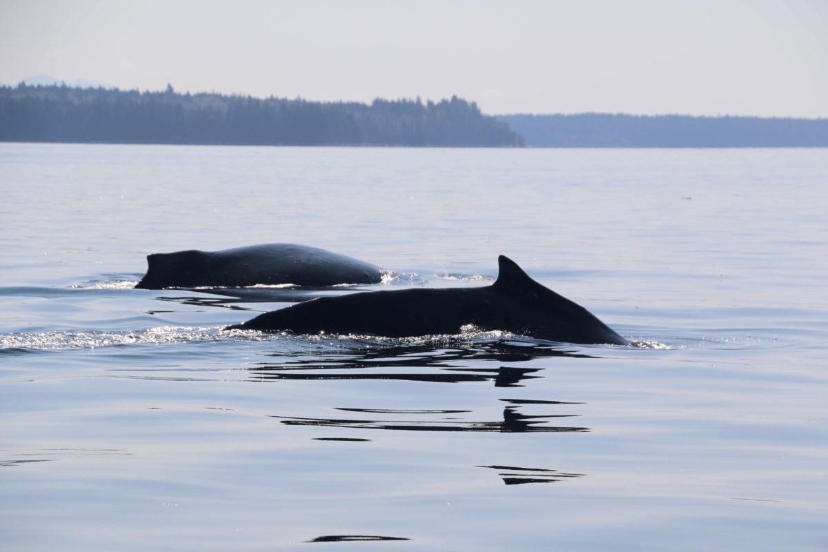 Walvissen spotten in Vancouver Island