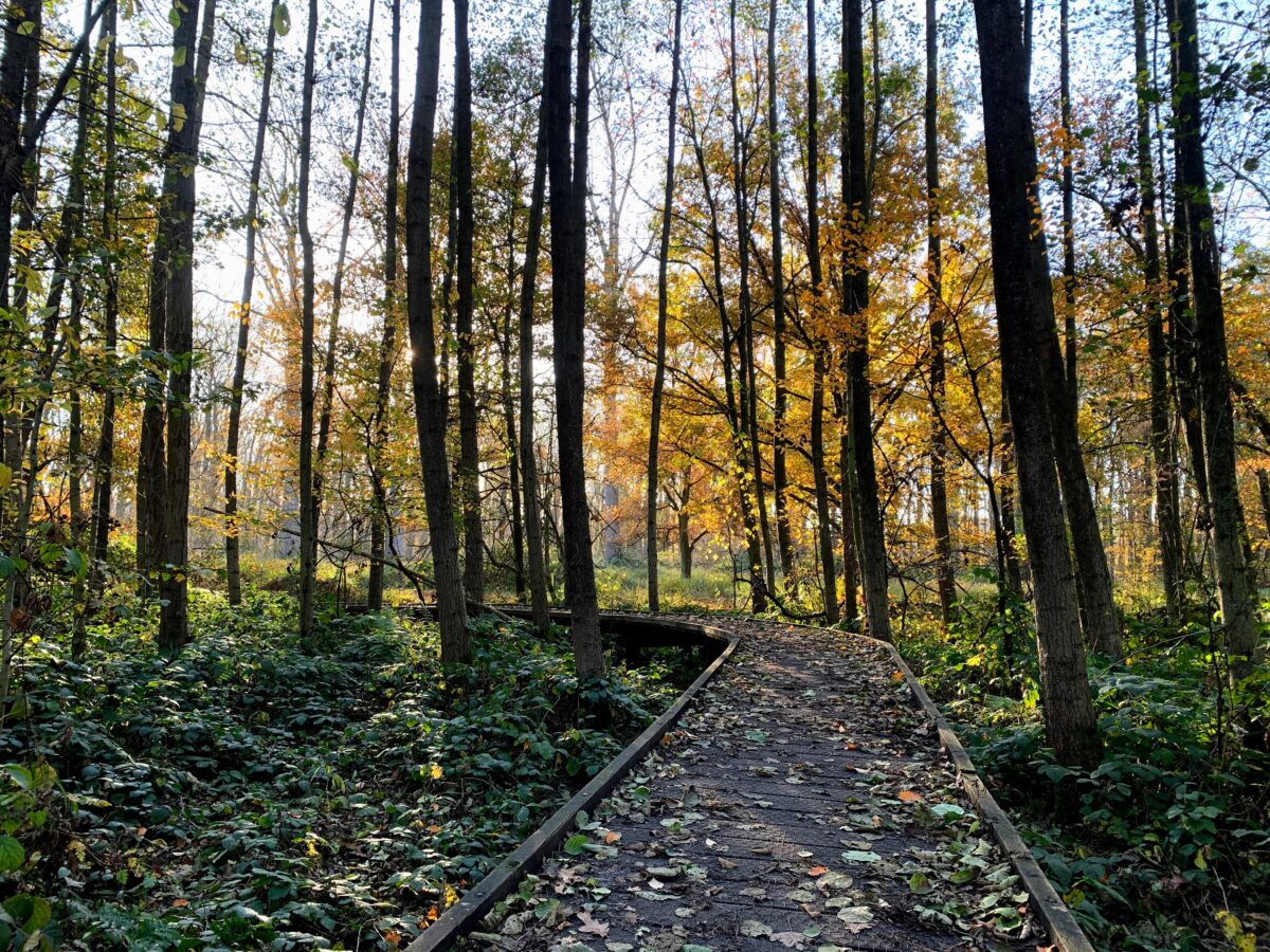 Wilderniswandeling domein Kiewit