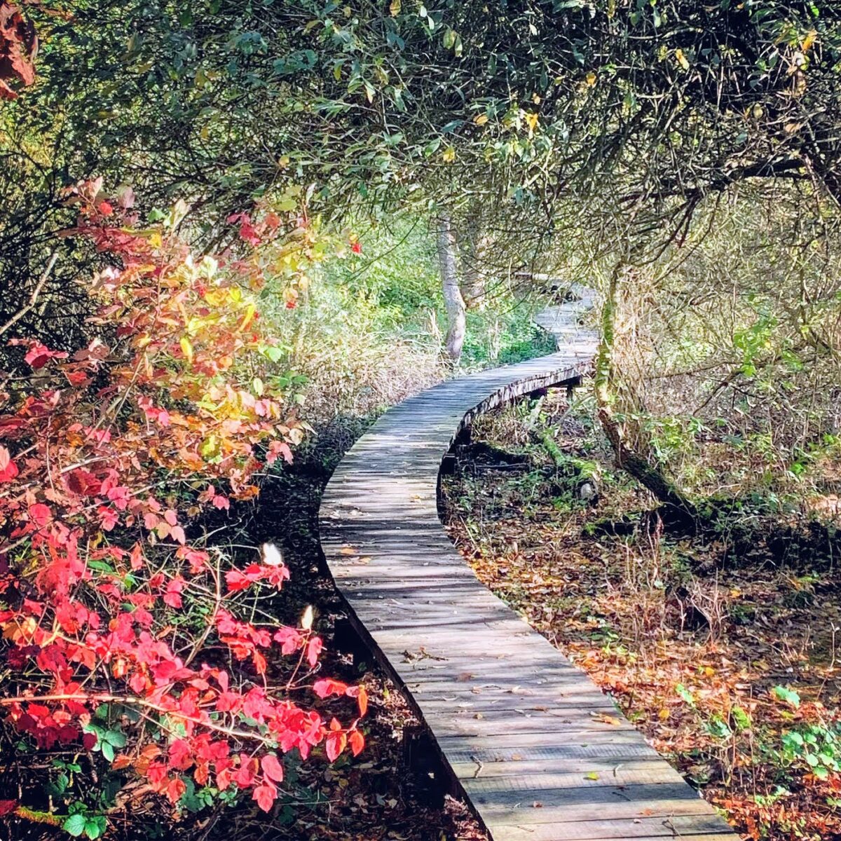 wandelen over vlonderpad in de Demerbroeken